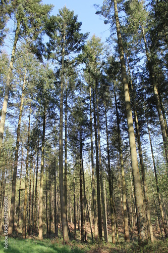 Woodland Trees