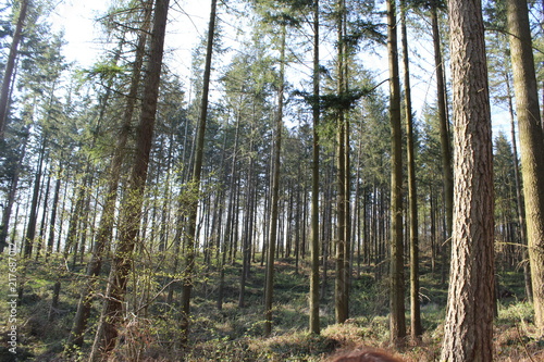 Woodland Trees