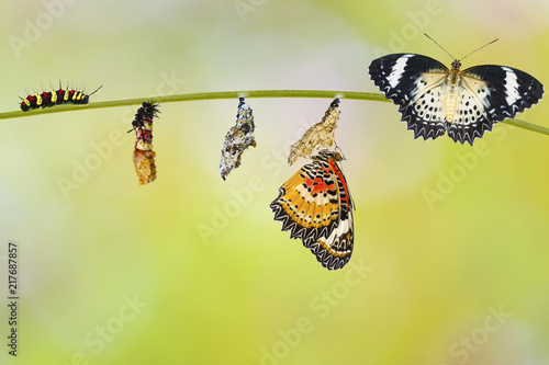 Transformation from caterpillar of Leopard lacewing butterfly ( Cethosia cyane euanthes ) molting papa and chrysalis hanging on twig photo