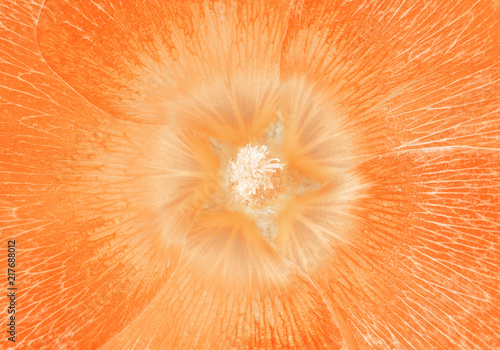 lavatera orange flower closeup. Macro. It can be used in website design and printing.
