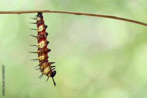 Caterpillar to chrysalis of Leopard lacewing butterfly ( Cethosia cyane euanthes ) hanging on twig