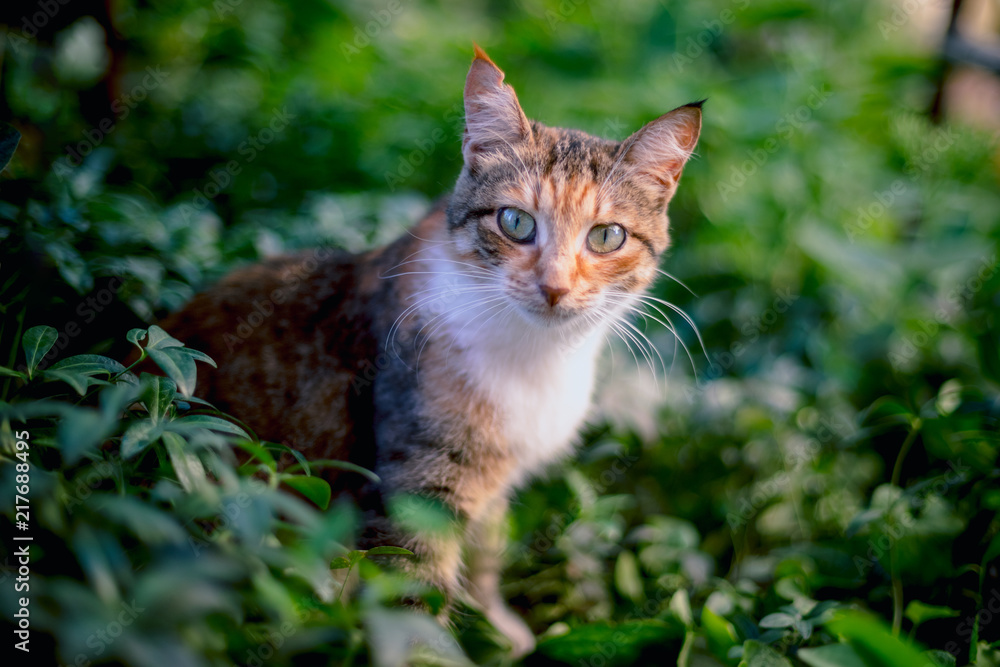 Red-hair cat in the grass