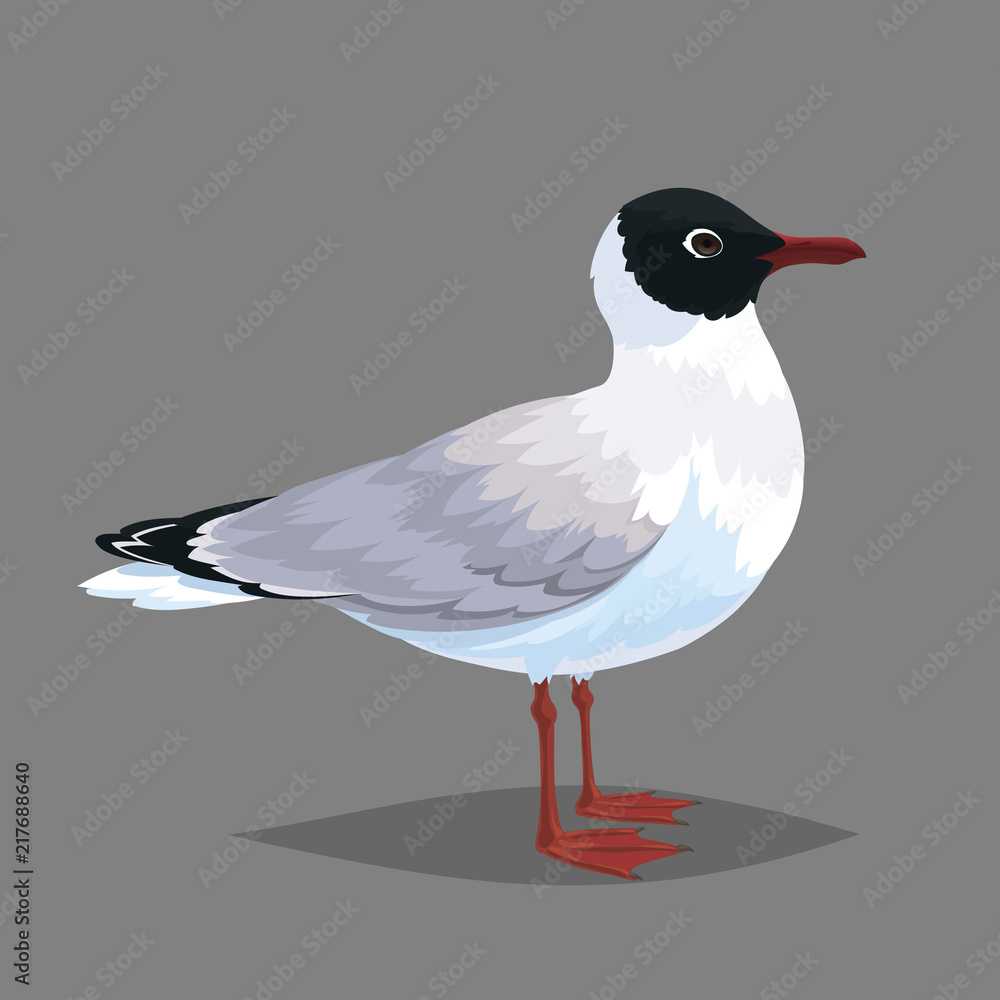 Naklejka premium Realistic bird Seagull isolated on a grey background.
