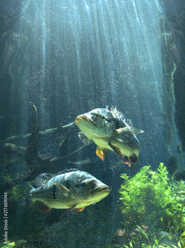 Photography underwater fish with sun light