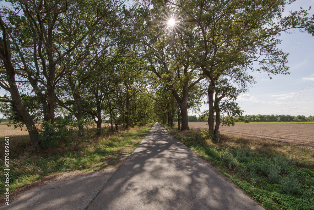 Sonne scheint durch Bäume an einer Allee im Hochsommer