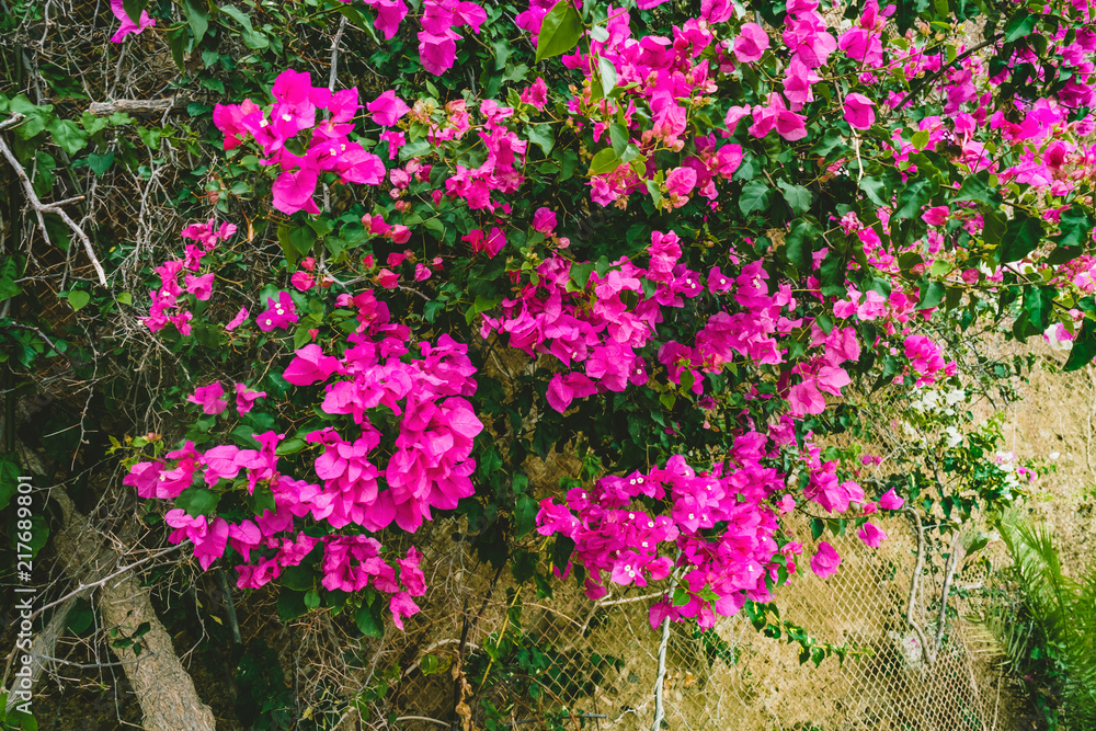 Obraz premium Photo of bougainvillea flower in picturesque island of Greece with mountains and sky and clouds in the background.