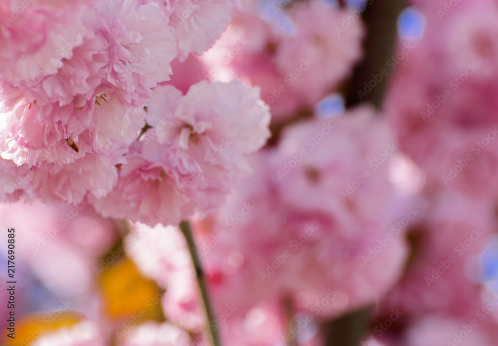 Soft focus Cherry blossom or Sakura flower on a tree branch against a blue sky background. Japanese cherry. Shallow depth of field. Focus on the center of a flower still life