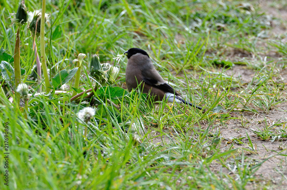 Obraz premium Pyrrhula pyrrhula