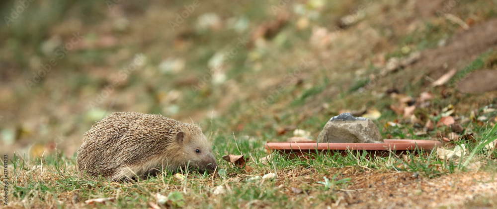 Igel auf Futtersuche im Garten Igel auf Futtersuche im Garten