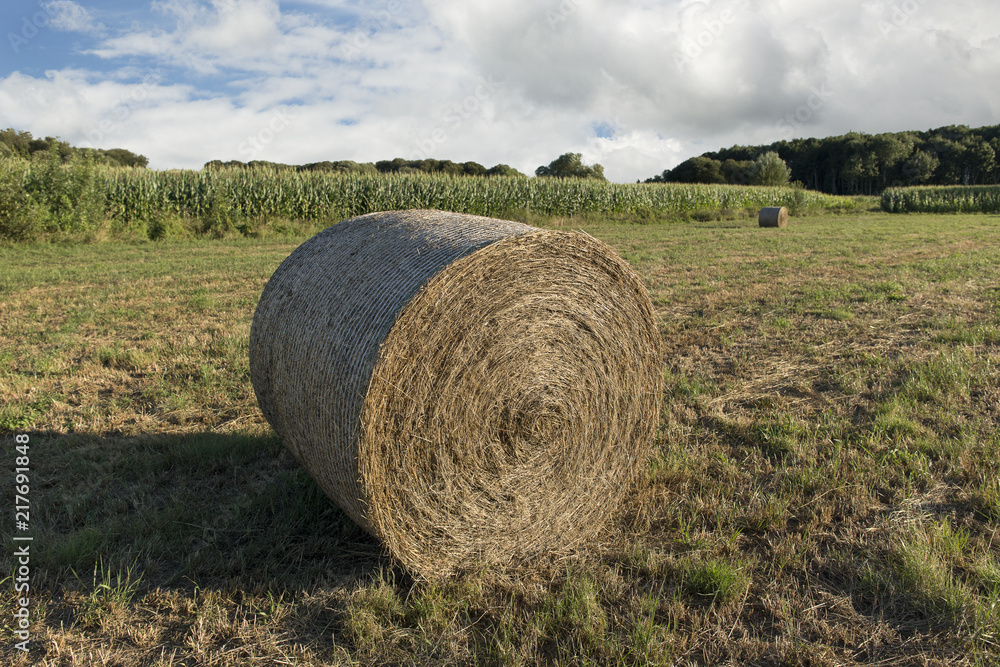 Round bales of hay harvested in a field with corn and trees at the back.  Cloudy sky. Agricultural landscape.