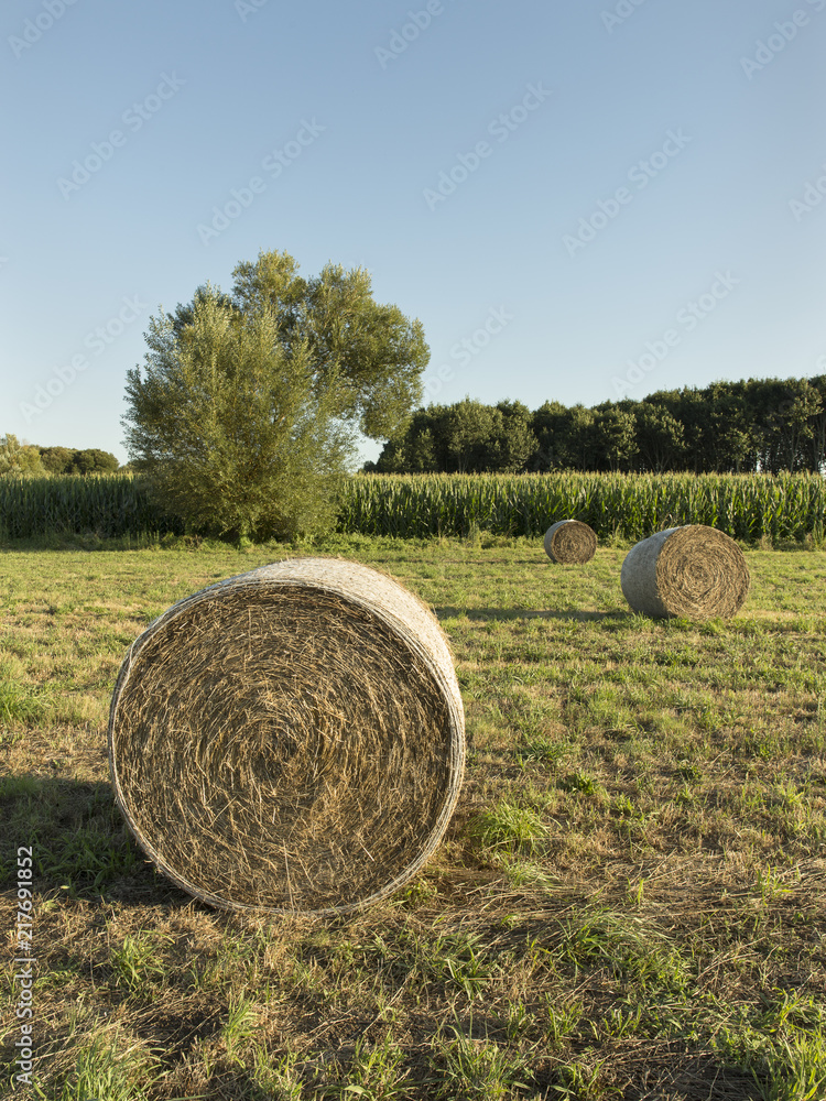 Round bales of hay harvested in a field with corn and trees at the back. Sunny blue sky day. Agricultural landscape.