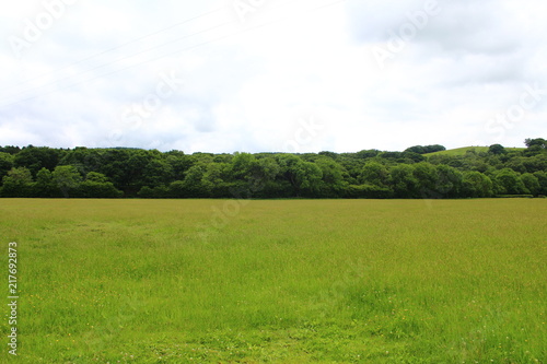 Nature Landscape Background