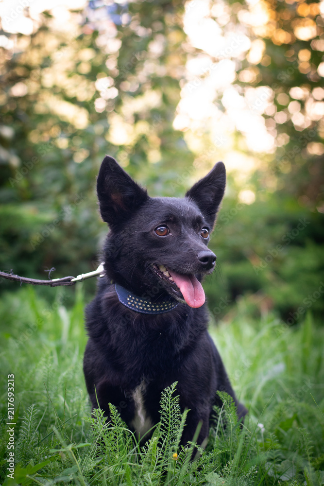 Black dog outdoor in summer forest green lawn grass Black dog outdoor in summer forest green lawn grass