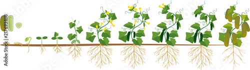 Life cycle of cucumber plant. Stages of growth from seed and sprout to adult plant with fruits