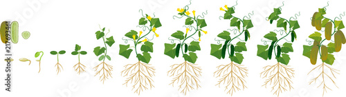 Life cycle of cucumber plant. Stages of growth from seed and sprout to adult plant with fruits