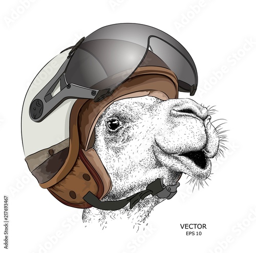 Image Portrait camel in motorcycle helmet. Vector illustration. photo