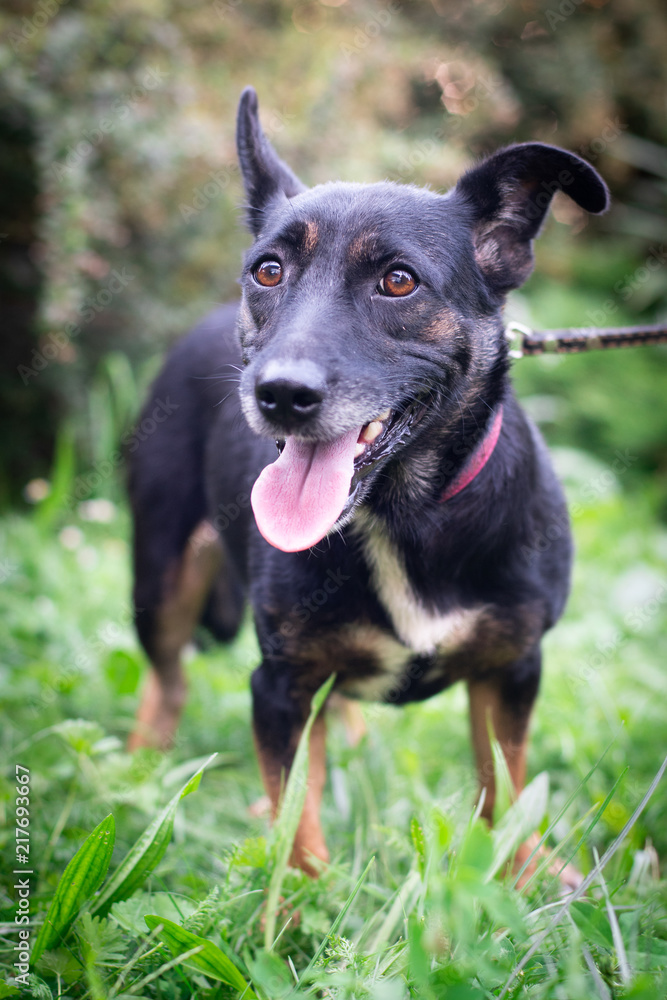 Black dog outdoor in summer forest green lawn grass