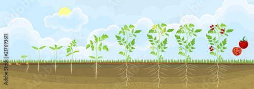 Life cycle of tomato plant. Stages of growth from seed and sprout to adult plant with fruits