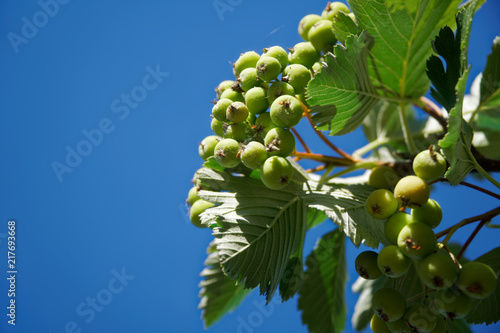 Close-up green guelder or viburnum swaying in the wind.
