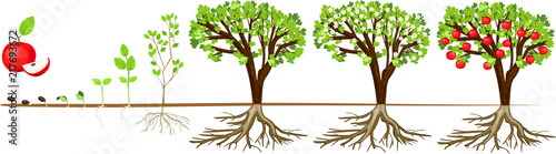 Life cycle of apple tree. Stages of growth from seed and sprout to adult plant with fruits