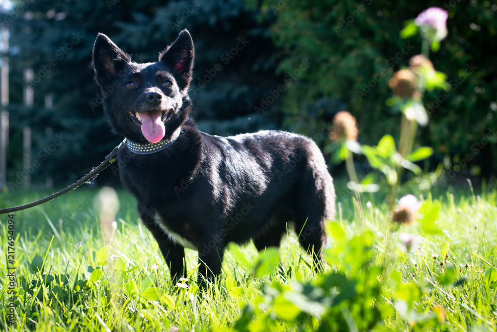 Black dog outdoor in summer forest green lawn grass Black dog outdoor in summer forest green lawn grass
