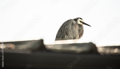 Australian White Faced Heron photo