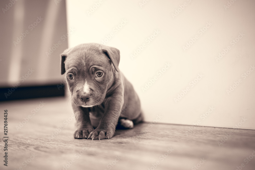 Cute Sad Eyes Young Brown Puppy Dog Stock Photo | Adobe Stock