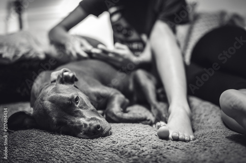 Photography Adorable Brown Puppy in training