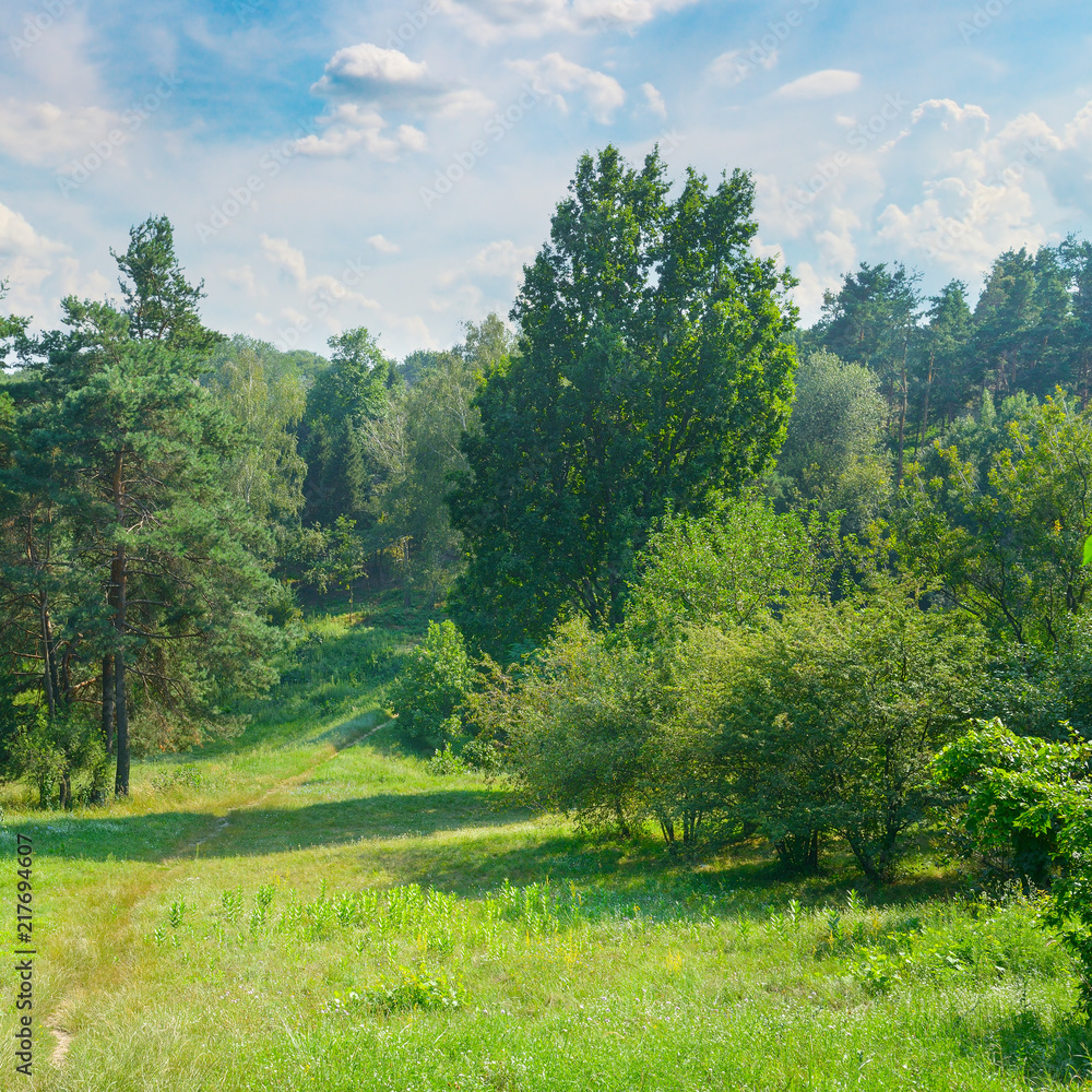 Natural forest with coniferous and deciduous trees, meadow and footpaths. Summer.