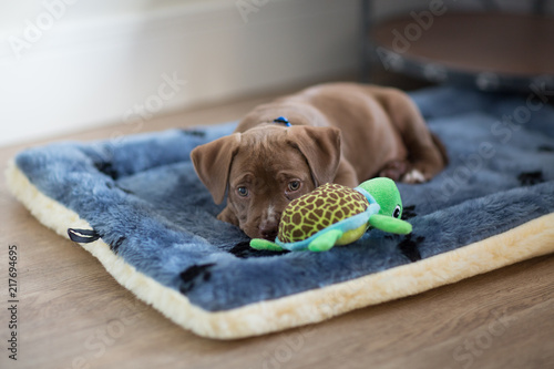Photography Adorable crying napping american pit bull puppy