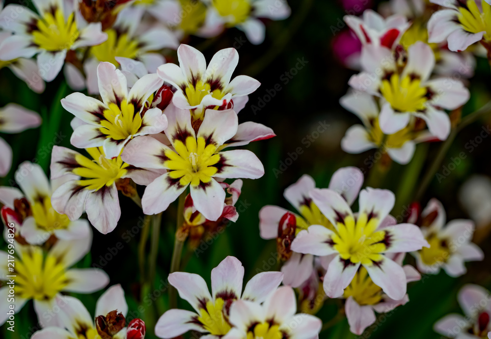 Obraz premium スパラキシス スイセンアヤメ