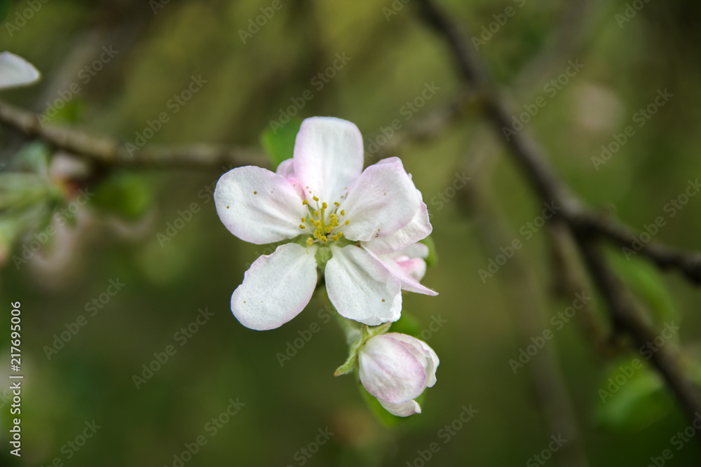 Soft focus Apple blossom or white apple tree flower on a tree branch against a blue sky background. Shallow depth of field. Focus on the center of a flower still life Soft focus Apple blossom or white apple tree flower on a tree branch against a blue sky background. Shallow depth of field. Focus on the center of a flower still life