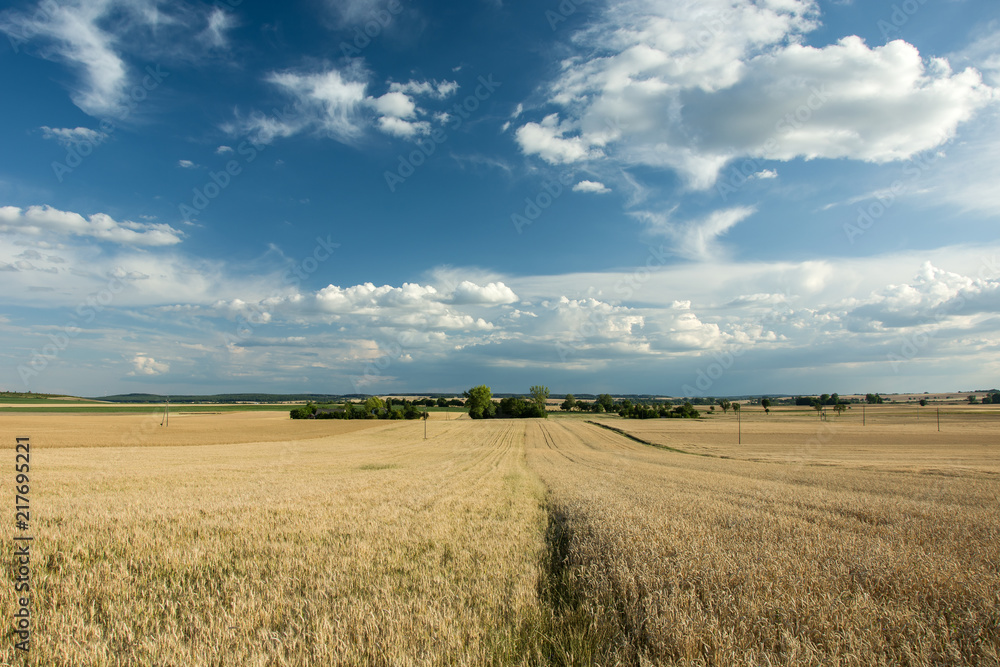 Large field of grain, horizon and blue sky