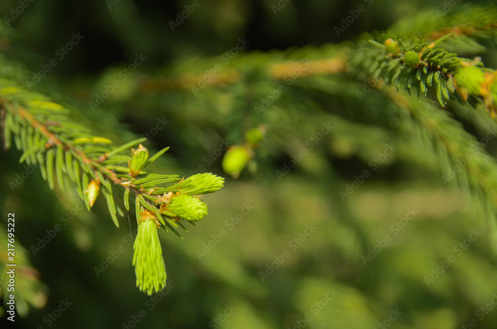 A green branch of spruce with young shoots on a blurred background. Shallow depth of field. In the category of texture, screen saver, wallpaper. A green branch of spruce with young shoots on a blurred background. Shallow depth of field. In the category of texture, screen saver, wallpaper.