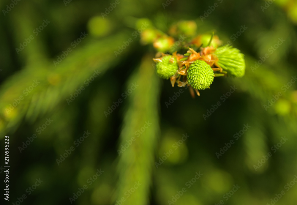 A green branch of spruce with young shoots on a blurred background. Shallow depth of field. In the category of texture, screen saver, wallpaper. A green branch of spruce with young shoots on a blurred background. Shallow depth of field. In the category of texture, screen saver, wallpaper.