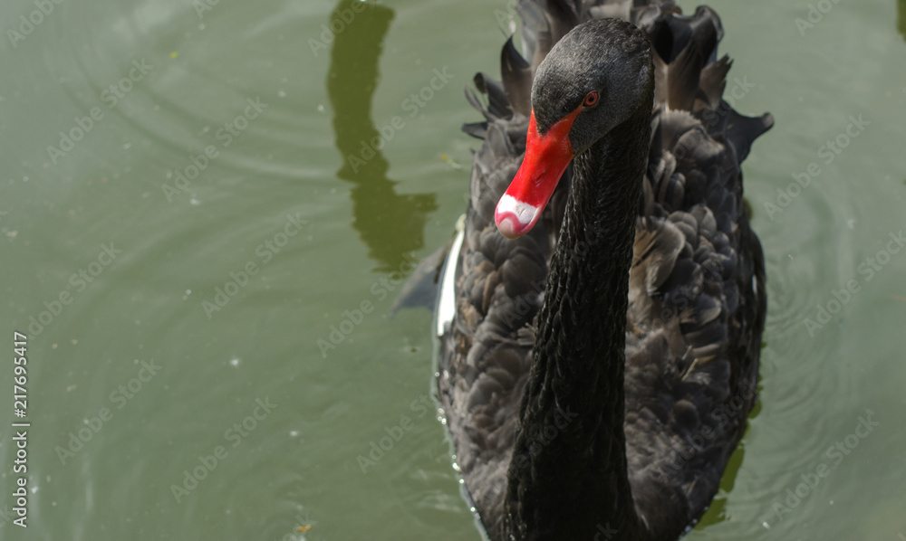 Fototapeta premium A graceful black swan floats in a lake with muddy water .. A bright bird with a beautiful red beak close-up on a blurred background. Shallow depth of field.