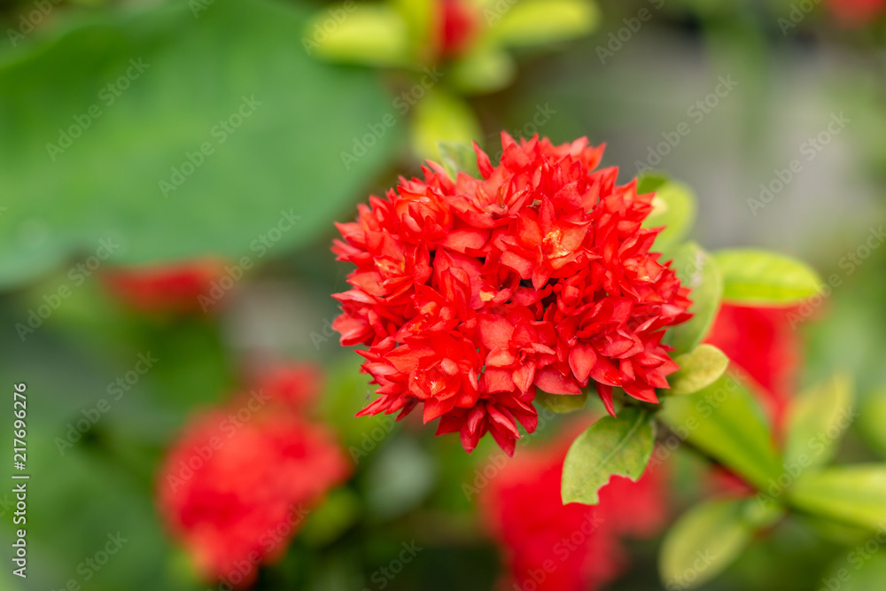 Ixora flower background.