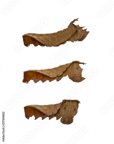 Isolated mature caterpillar of common lascar butterfly ( Pantoporia hordonia ) on white