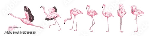 Collection of pink flamingo in various poses isolated on white background. Set of gorgeous exotic bird or tropical avian in different postures. Colorful hand drawn realistic vector illustration.
