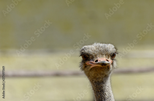 The head of an ostrich close-up on a blurred background. Red beak, surprised big eyes and tousled bristles. Shallow depth of field.