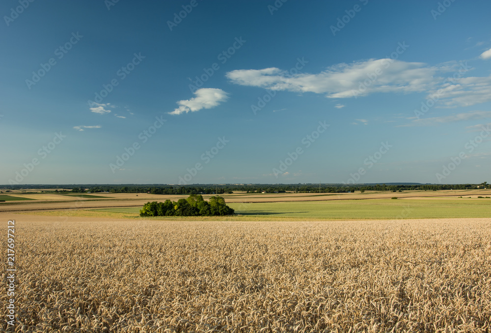 Wheat field, groves and forests on the horizon and clouds in the blue sky