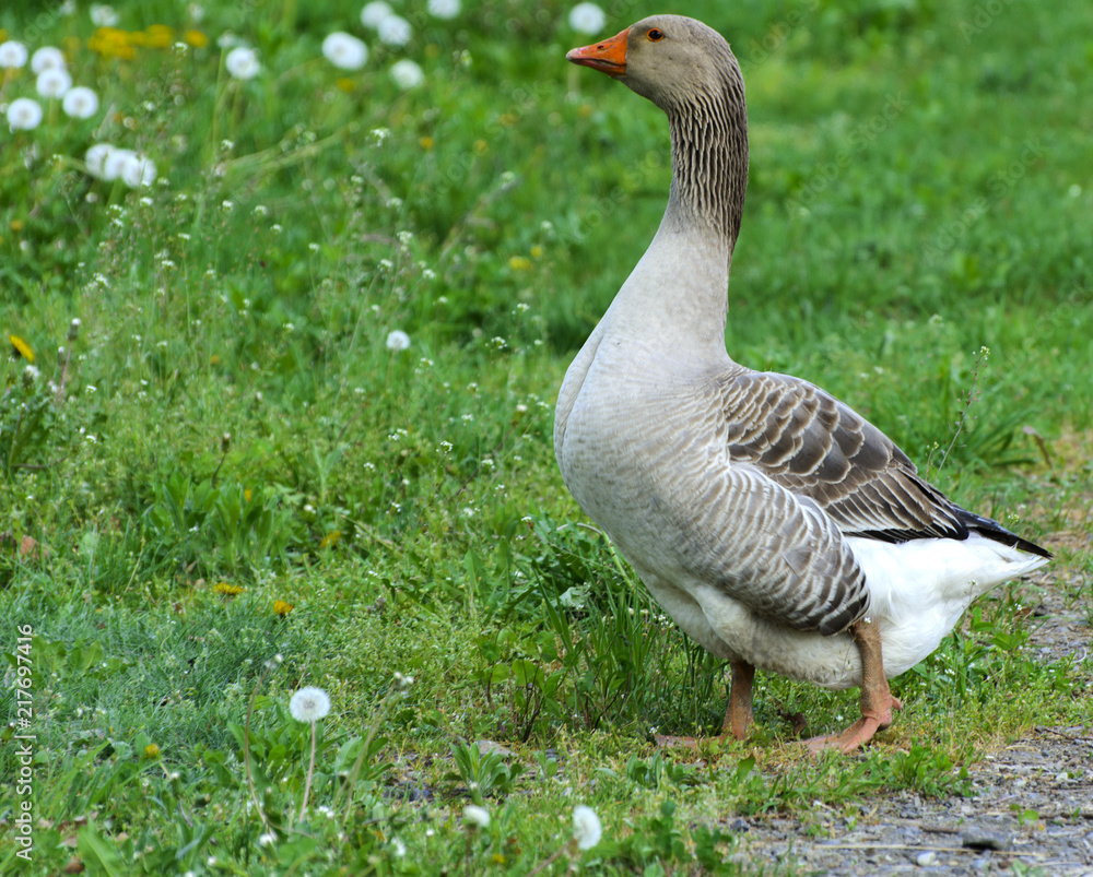 A large homemade gray goose grazes on a background of green grass with yellow dandelions. A large homemade gray goose grazes on a background of green grass with yellow dandelions.