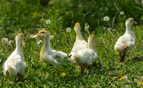 Small domestic white ducklings graze on a background of green grass with yellow dandelions.