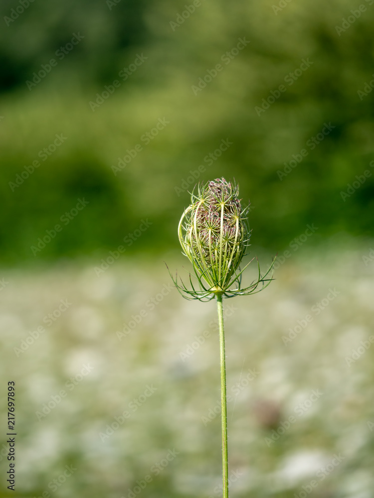 Wild carrot, Daucas carota seedhead, Aka Queen Anne's lace, Bishop's lace. Wild carrot, Daucas carota seedhead, Aka Queen Anne's lace, Bishop's lace.
