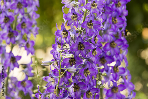 blossoming delphinium in the field photo