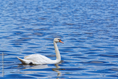 White swan is swimming on blue lake water