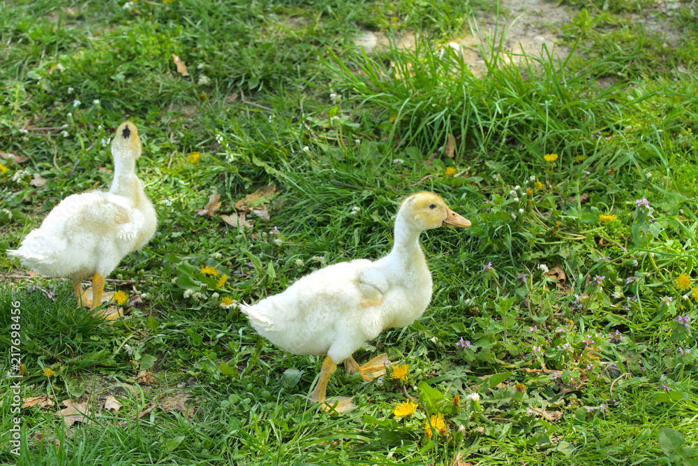 Small domestic white ducklings graze on a background of green grass with yellow dandelions. Small domestic white ducklings graze on a background of green grass with yellow dandelions.