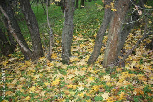  Yellow maple leaves lying on the grass under the trees