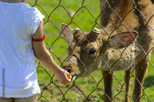  A little girl feeds a young deer in a zoo in the summer during the moulting period against a background of green grass. Scary ugly fur with bald patches