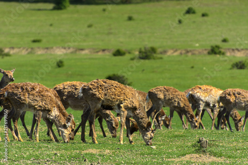 A unique period of molting deer. The deer loses its hair. It starts with the head, then goes over to the neck, legs, back and, finally, to the sides and belly. Scary ugly fur with bald patches